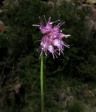 Allium nebularum. Верхняя часть цветоноса с соцветием. Красноярский край, Шушенский р-н, национальный парк \"Шушенский Бор\", Западный Саян, хребет Борус, урочище \"Пелехова\", субальпийский низкотравный луг среди курумника рядом со скалой. 24.07.2015.