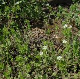 Arenaria uralensis