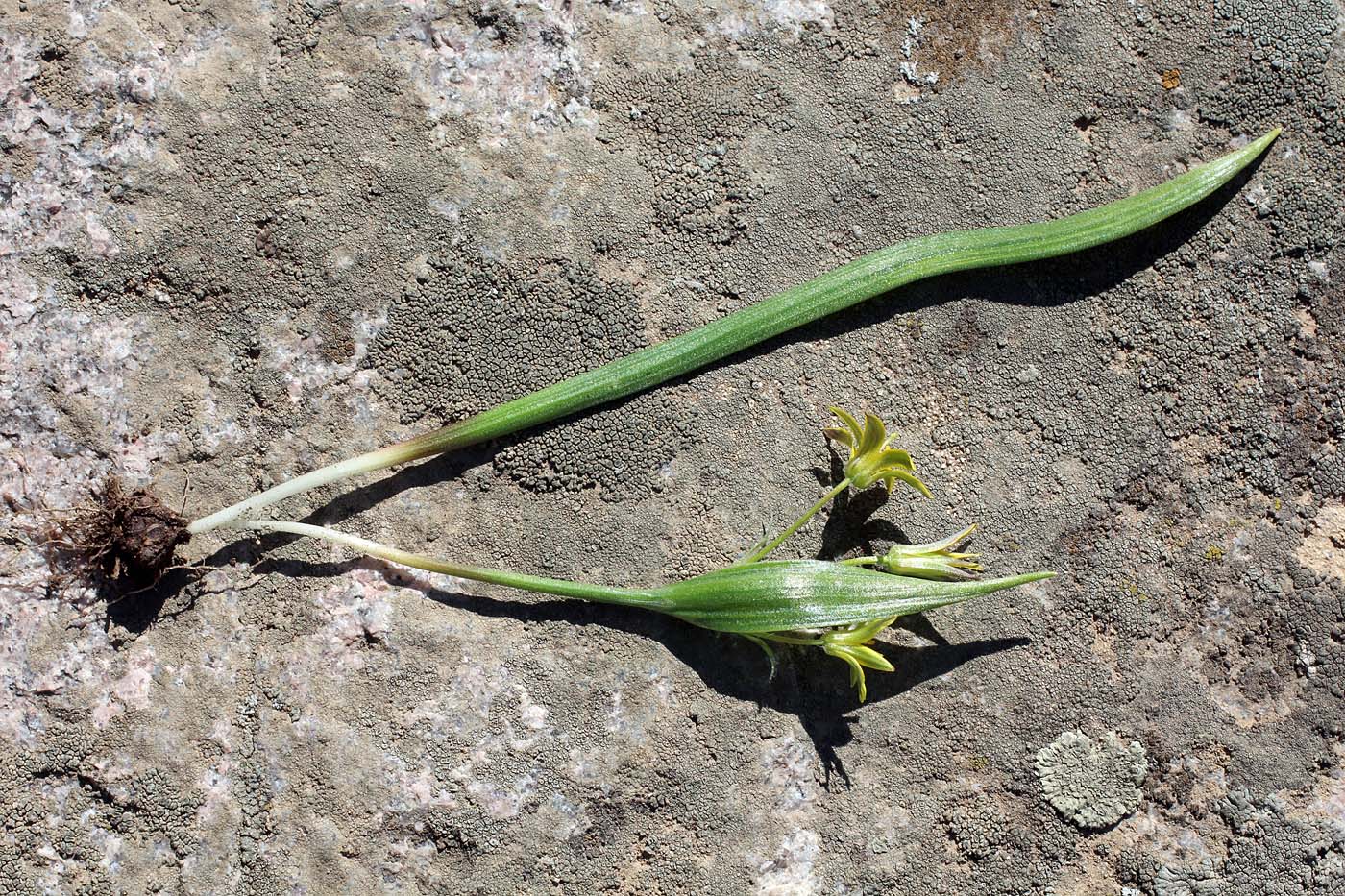 Image of Gagea granulosa specimen.