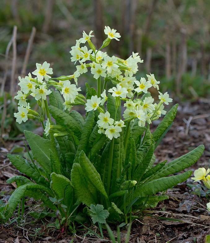 Image of Primula pallasii specimen.