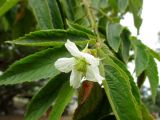 Muntingia calabura