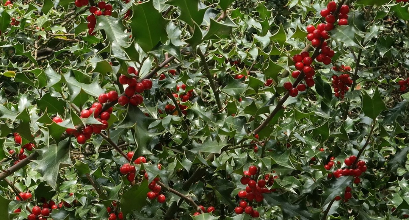 Image of Ilex aquifolium specimen.