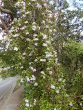 Bignonia callistegioides. Цветущие растения, вьющиеся по стволам Eucalyptus sp. Австралия, г. Брисбен, уличное озеленение, полуодичавшее. 01.11.2017.