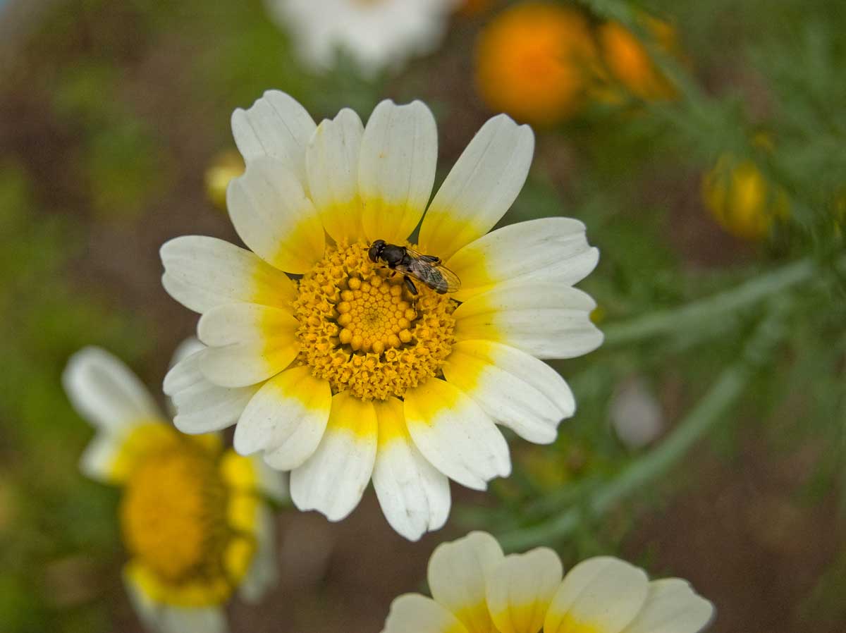 Image of Glebionis coronaria specimen.