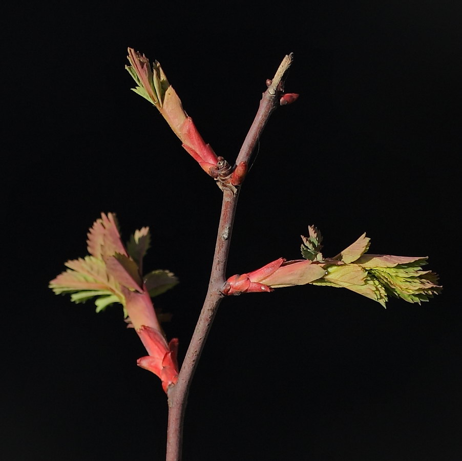 Изображение особи Rosa glauca.