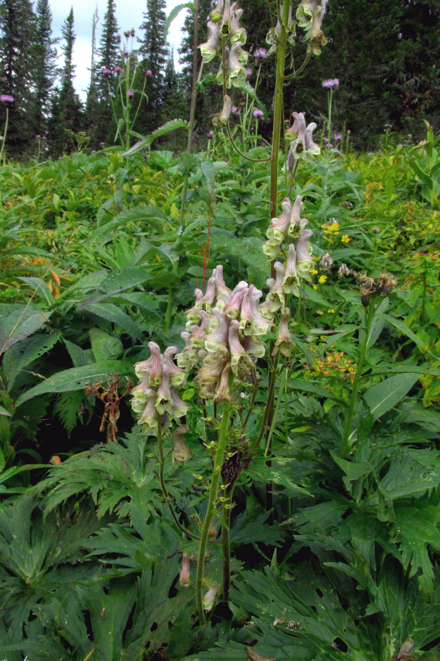 Изображение особи род Aconitum.