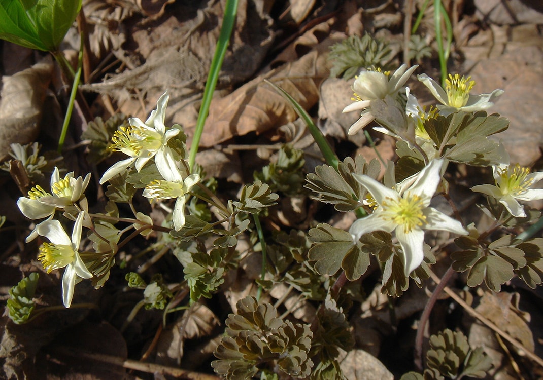 Изображение особи Semiaquilegia manshurica.