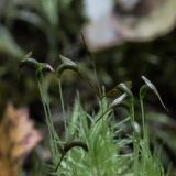 Dicranum polysetum