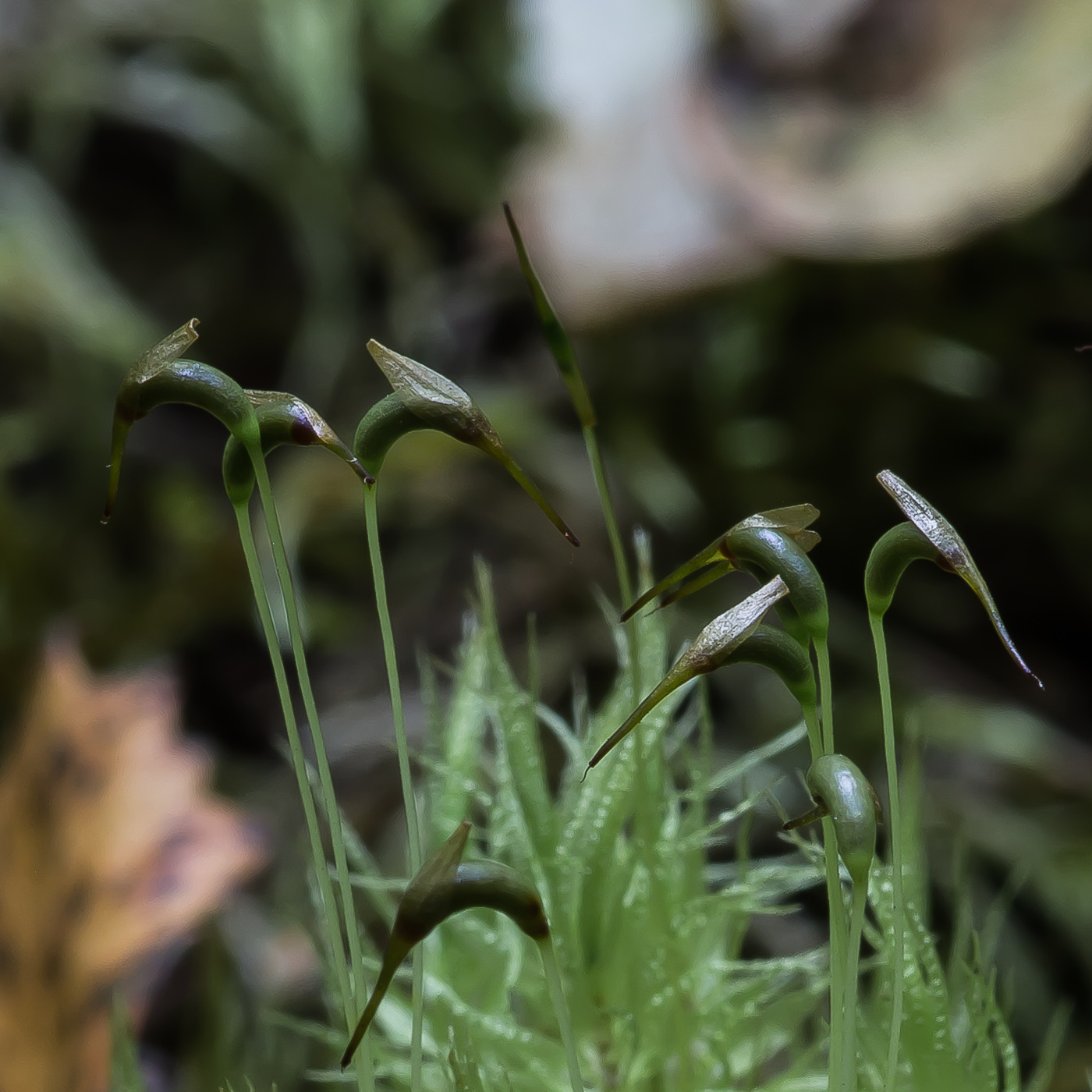 Image of Dicranum polysetum specimen.