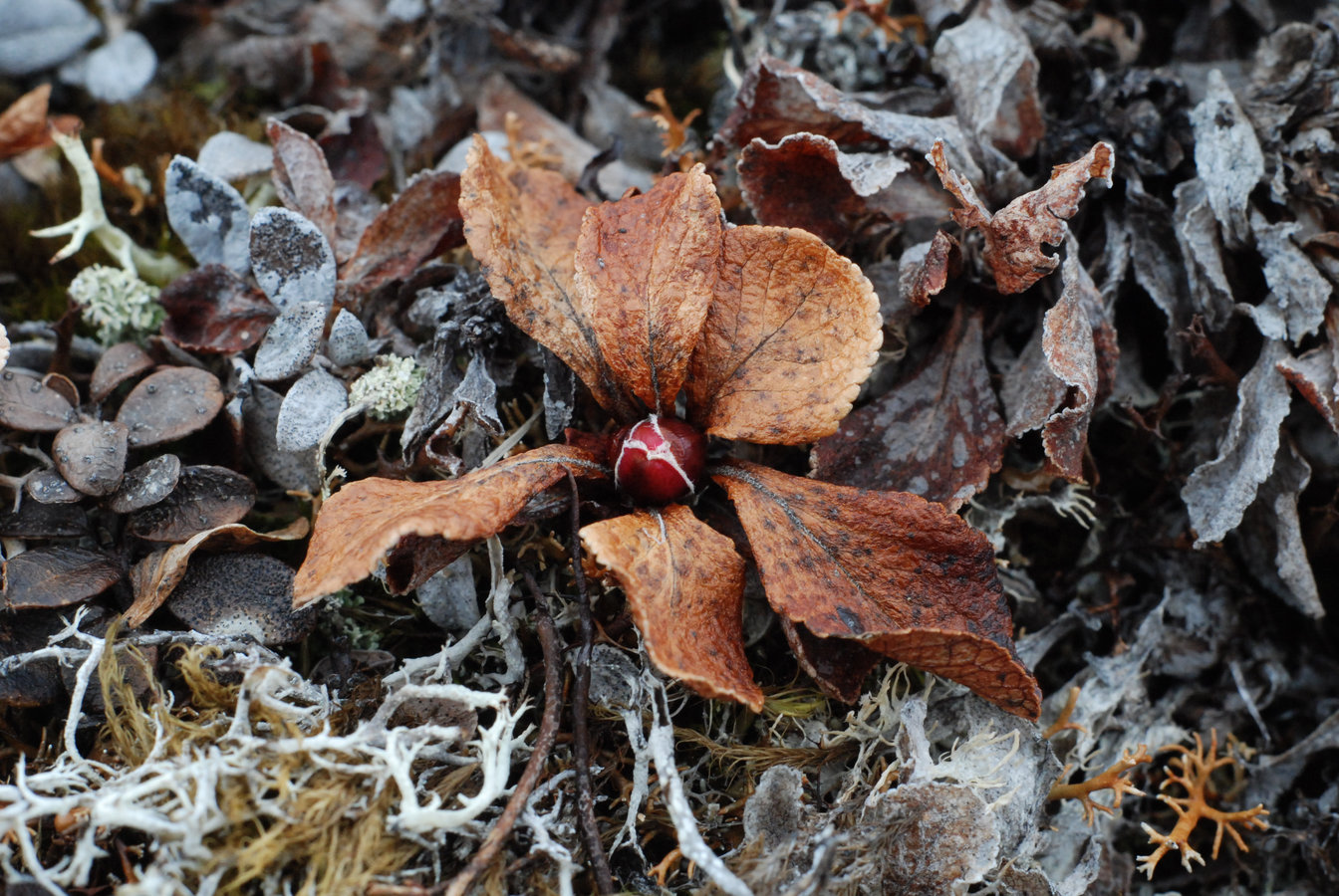 Image of Arctous alpina specimen.