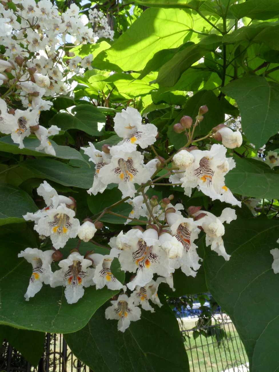 Image of Catalpa bignonioides specimen.