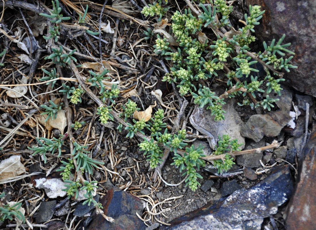 Изображение особи Salsola abrotanoides.