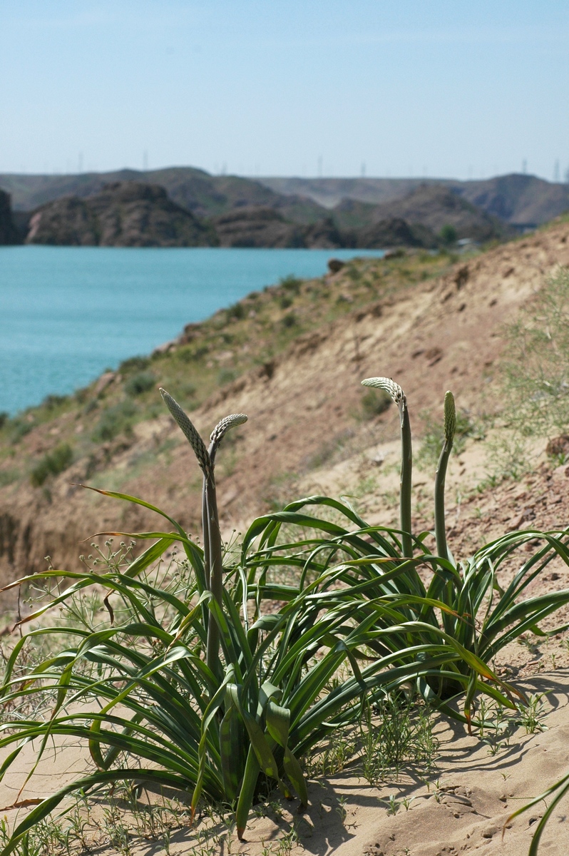 Image of Eremurus inderiensis specimen.