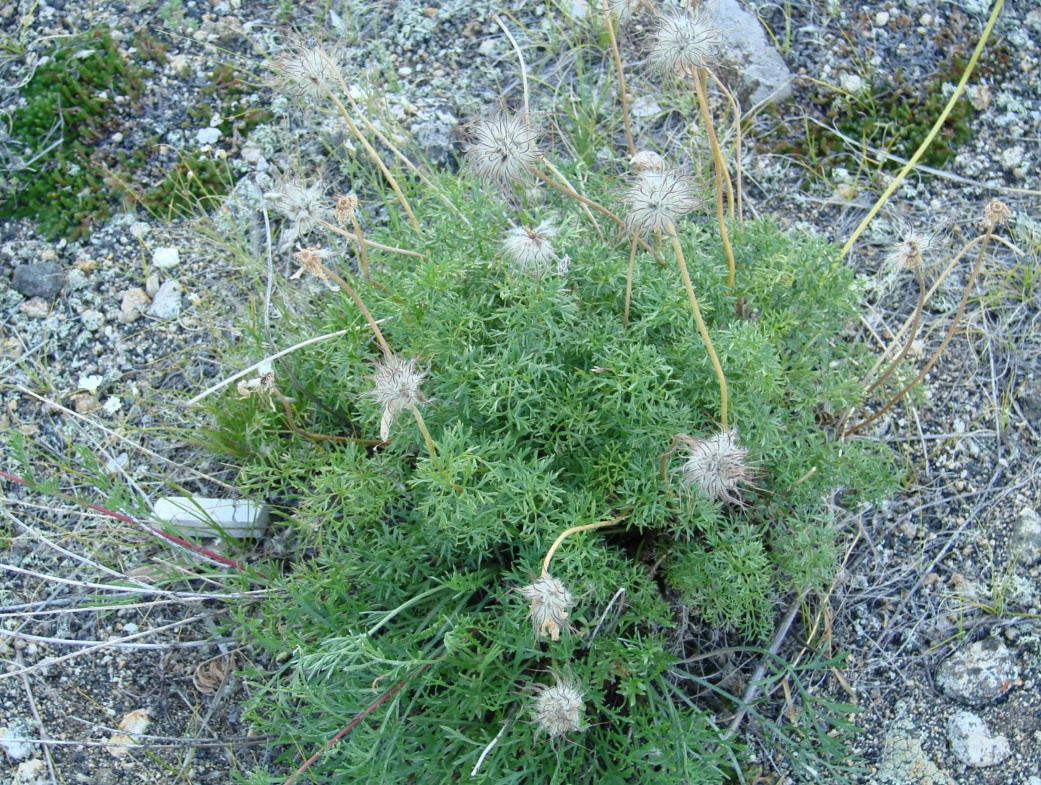 Изображение особи Pulsatilla tenuiloba.