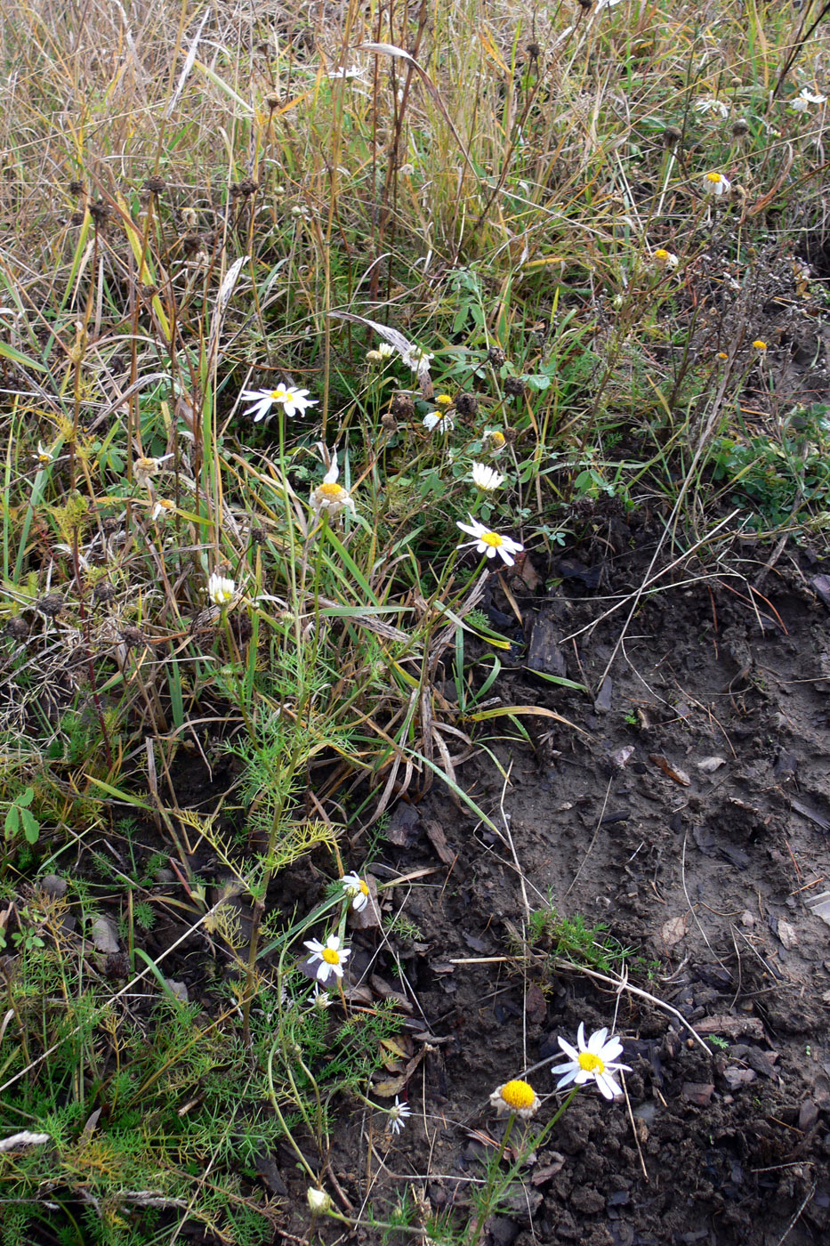 Изображение особи Tripleurospermum inodorum.