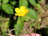 Ranunculus polyanthemos