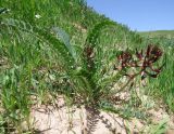 Astragalus taschkendicus