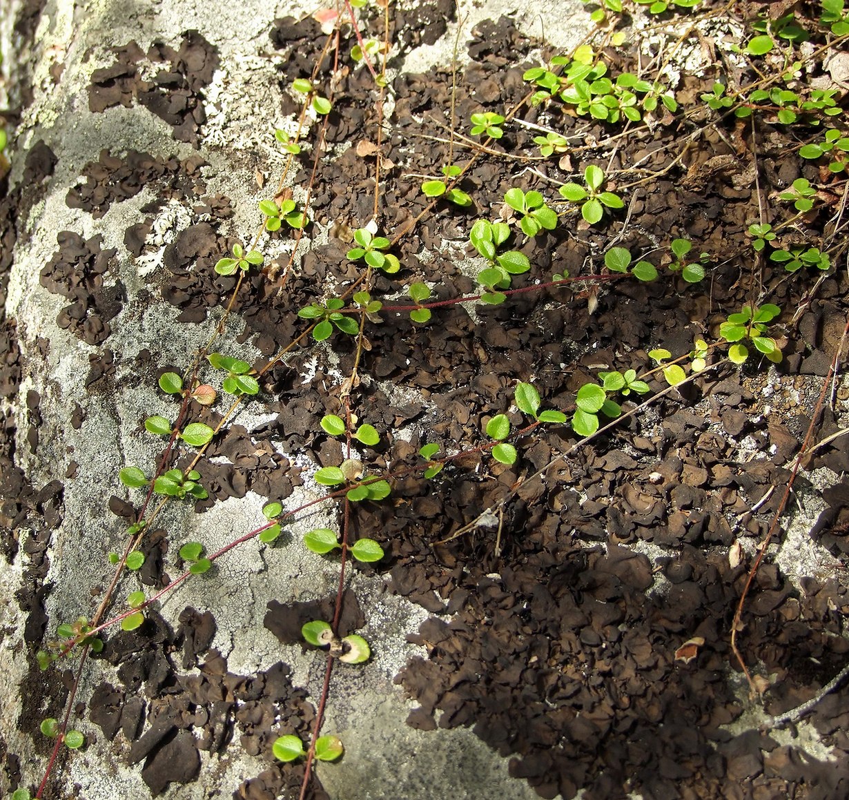 Image of Linnaea borealis specimen.