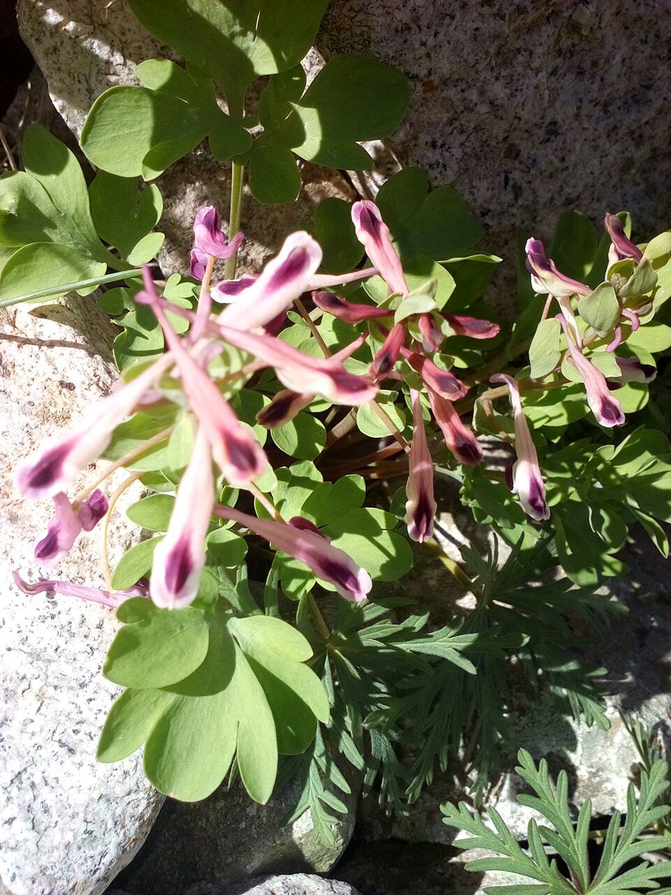 Image of Corydalis persica specimen.