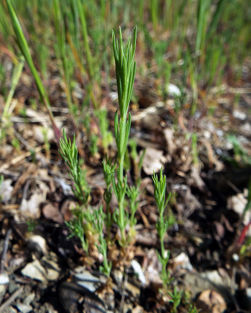 Image of Crucianella angustifolia specimen.