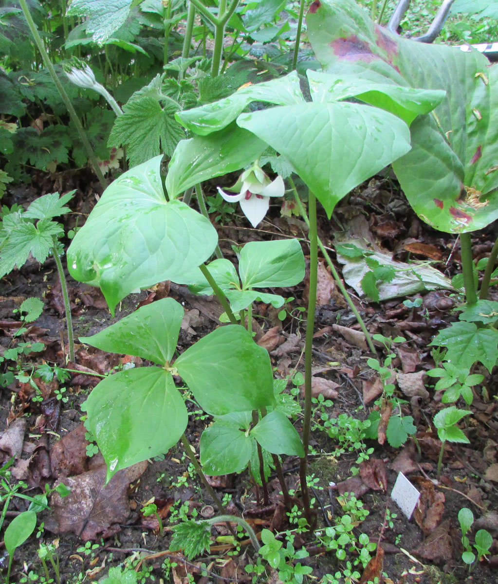 Image of Trillium rugelii specimen.