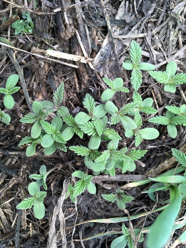 Image of Cannabis sativa var. spontanea specimen.