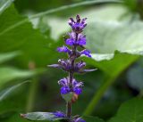 Ajuga reptans