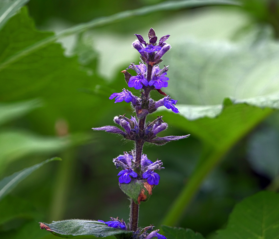 Image of Ajuga reptans specimen.