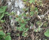 Trifolium scabrum