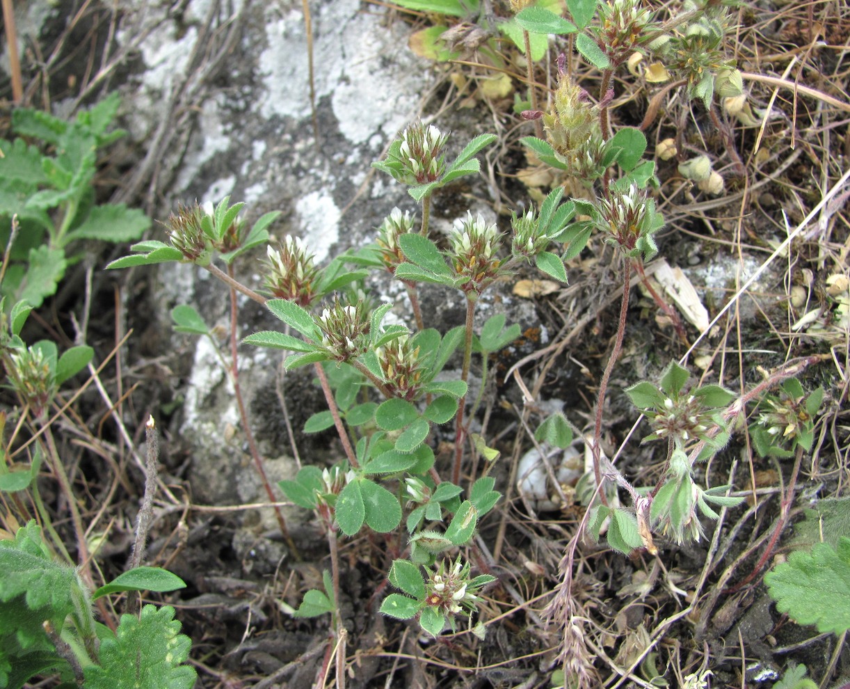 Изображение особи Trifolium scabrum.