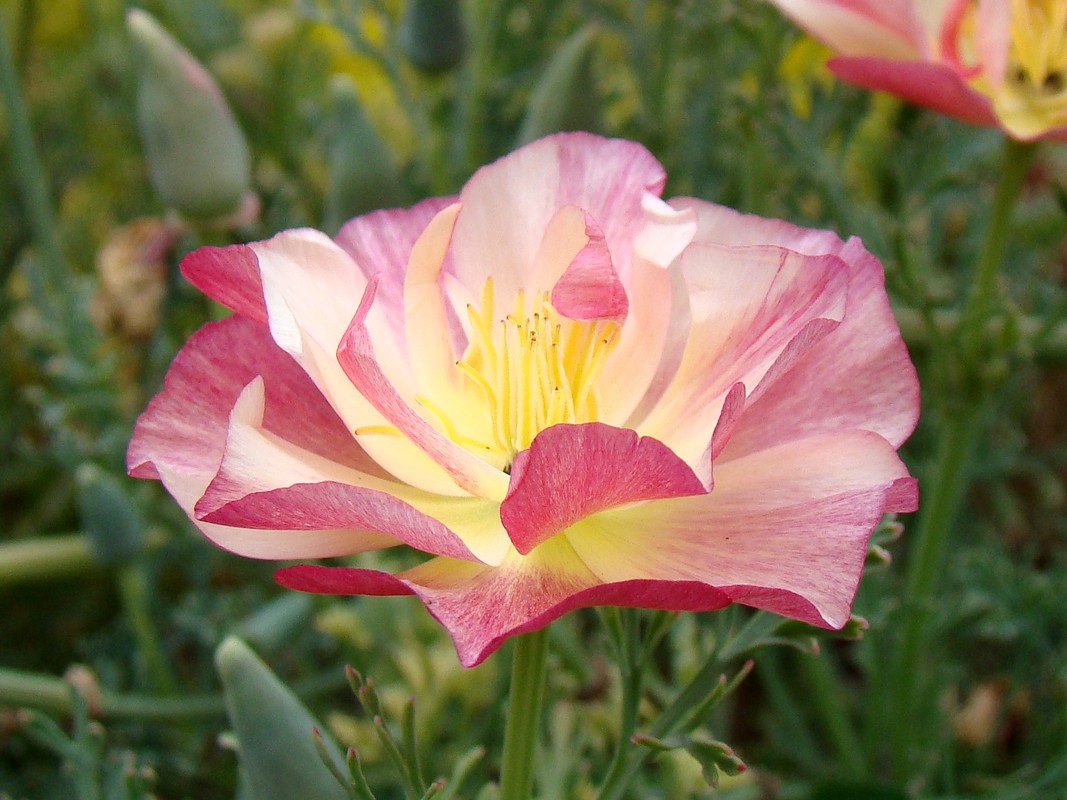 Изображение особи Eschscholzia californica.