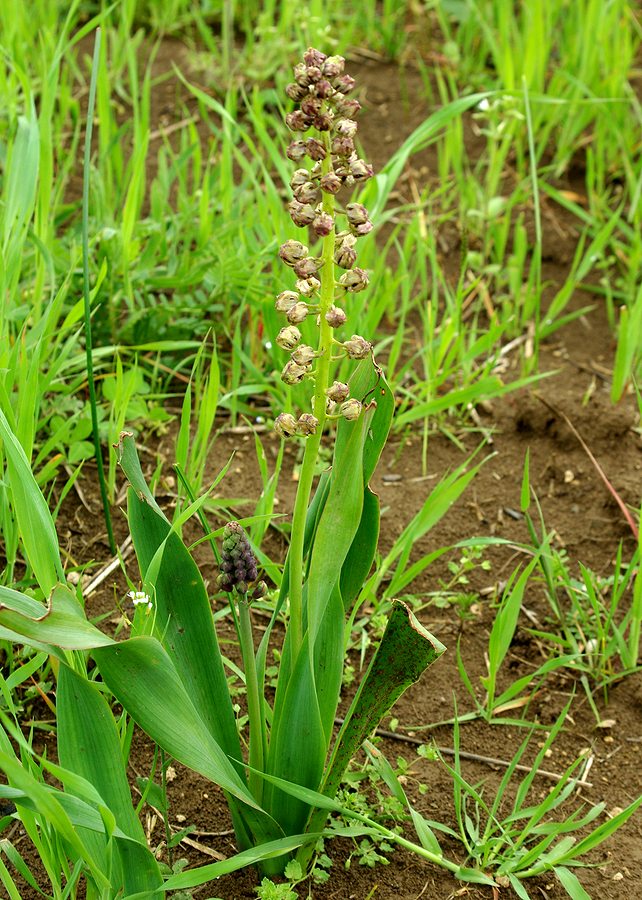 Image of genus Bellevalia specimen.