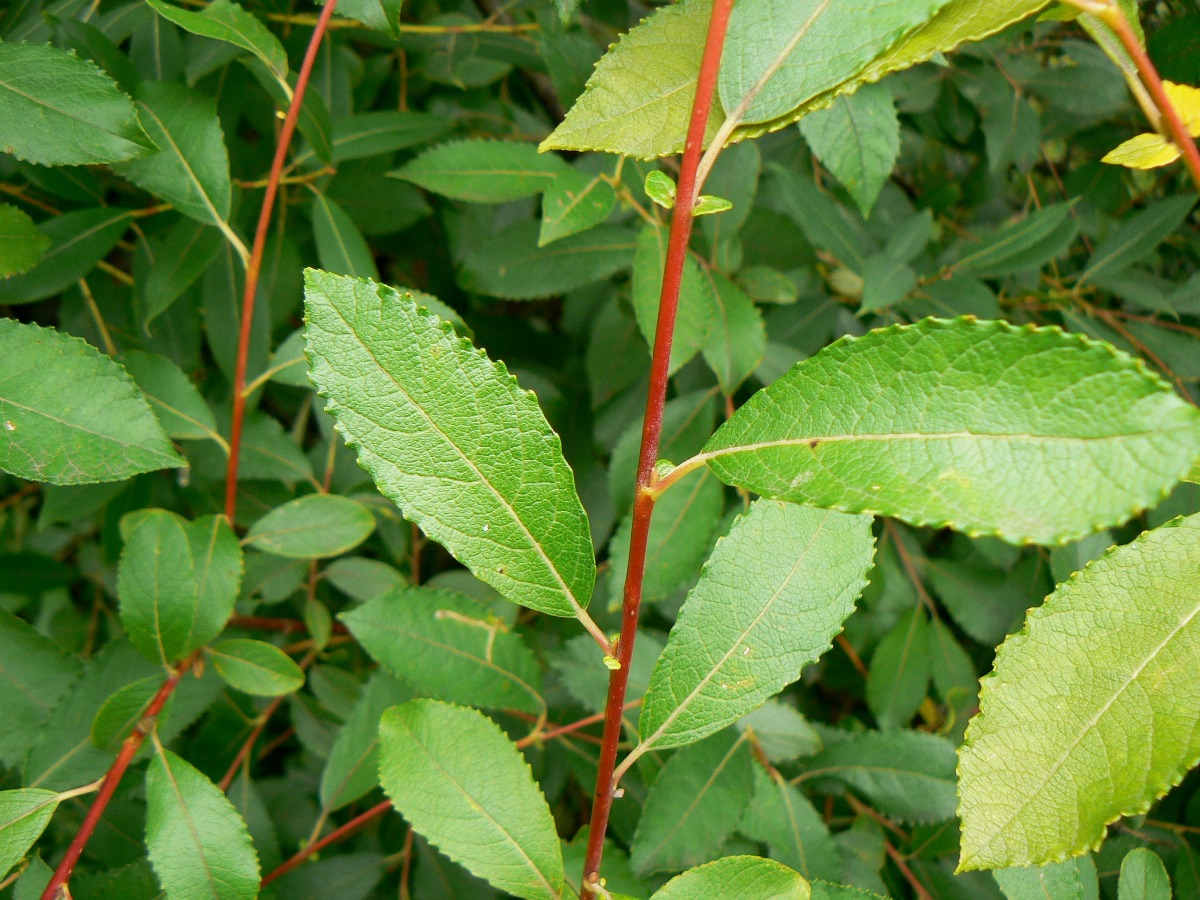 Image of Salix myrsinifolia specimen.