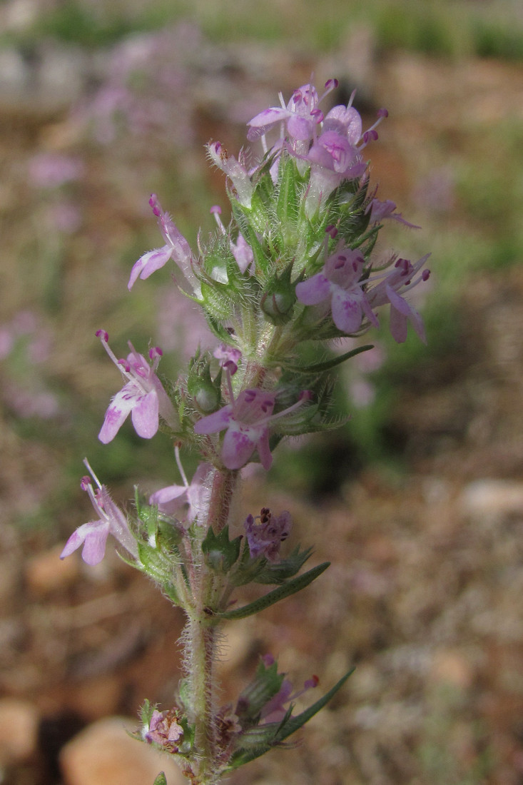 Image of Thymus dzevanovskyi specimen.