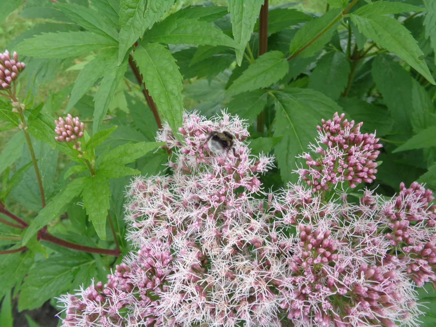 Изображение особи Eupatorium cannabinum.