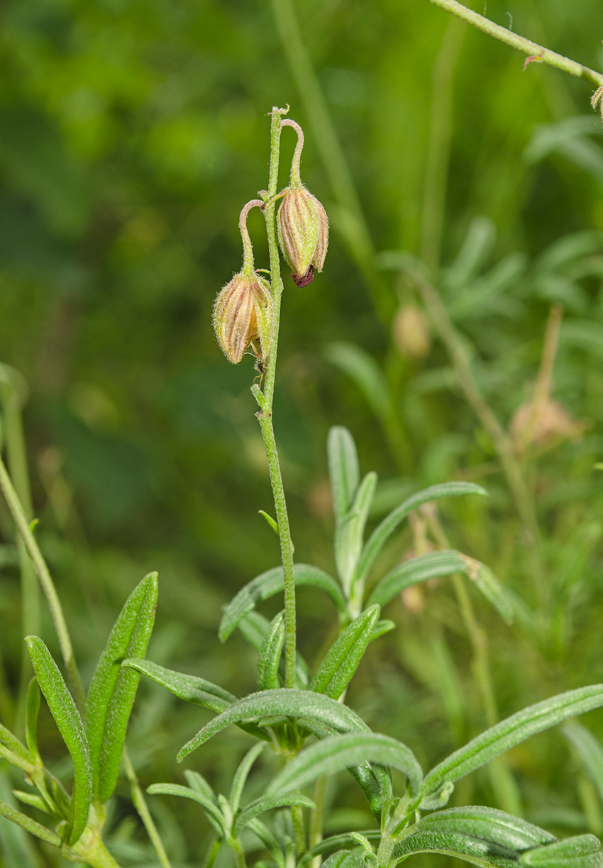 Изображение особи род Helianthemum.