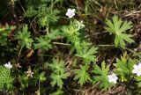 Geranium dahuricum. Часть цветущего растения. Приморский край, Кавалеровский р-н, южная часть бухты Зеркальная, восточный склон у моря, по краю зарослей лещины разнолистной. 07.08.2018.