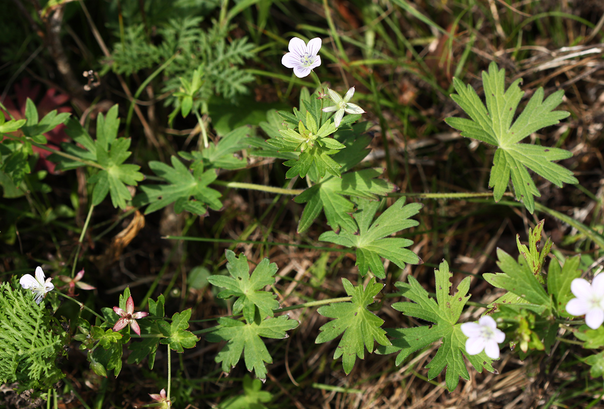 Изображение особи Geranium dahuricum.