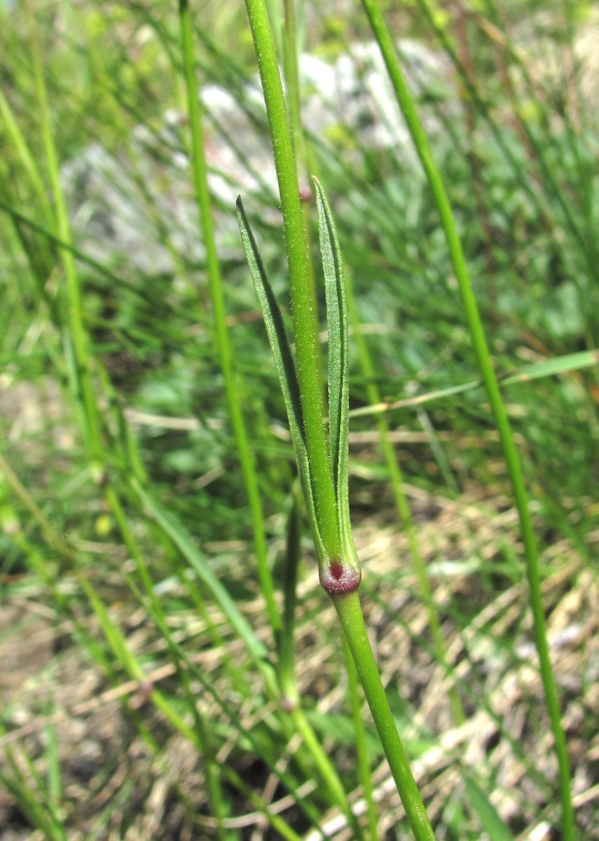 Изображение особи Silene lychnidea.