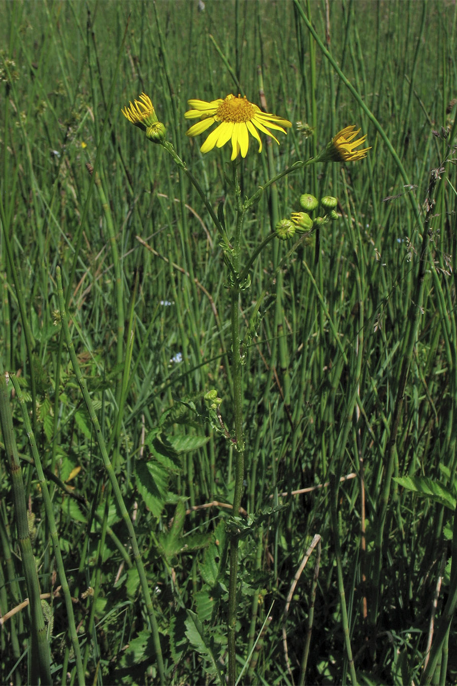 Image of Senecio aquaticus specimen.