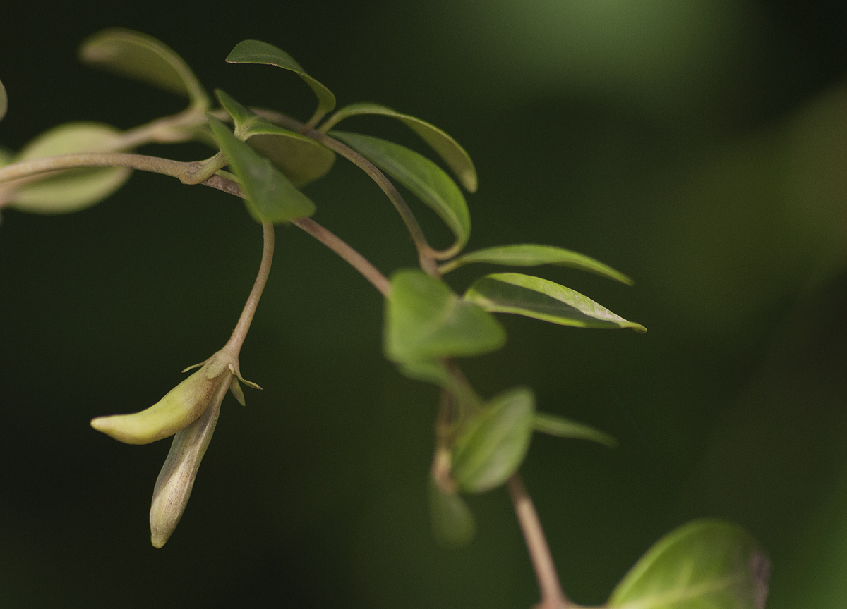 Image of Vinca minor specimen.