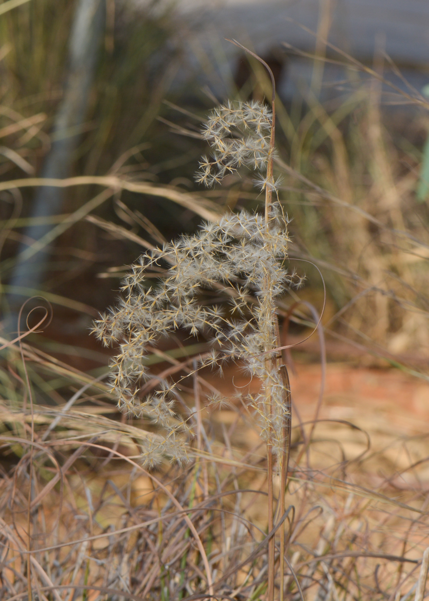 Изображение особи род Miscanthus.