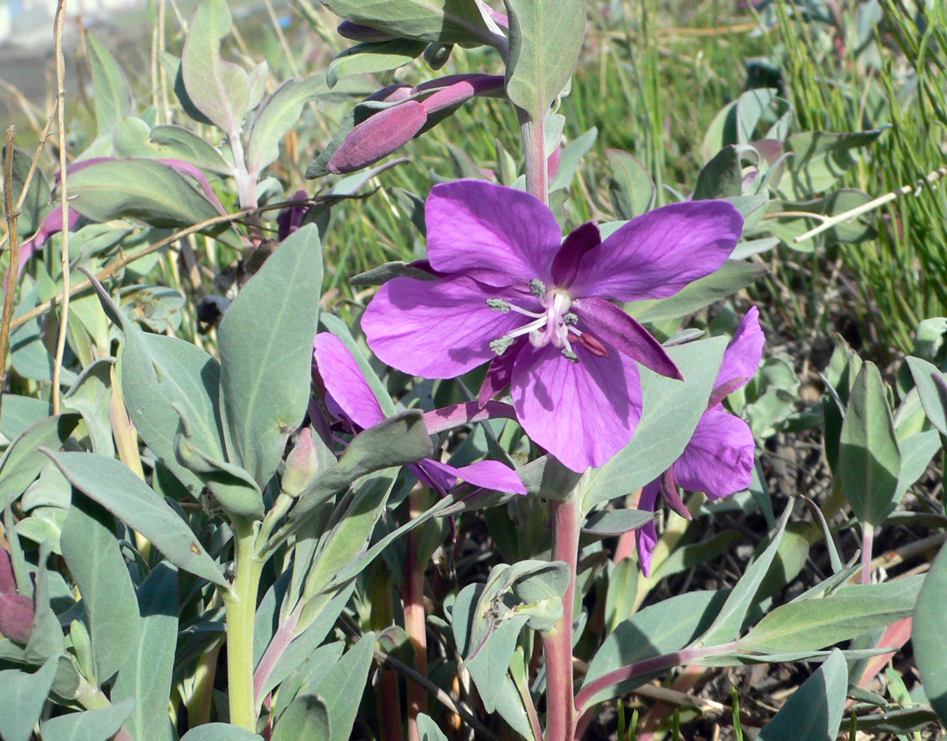 Изображение особи Chamaenerion latifolium.