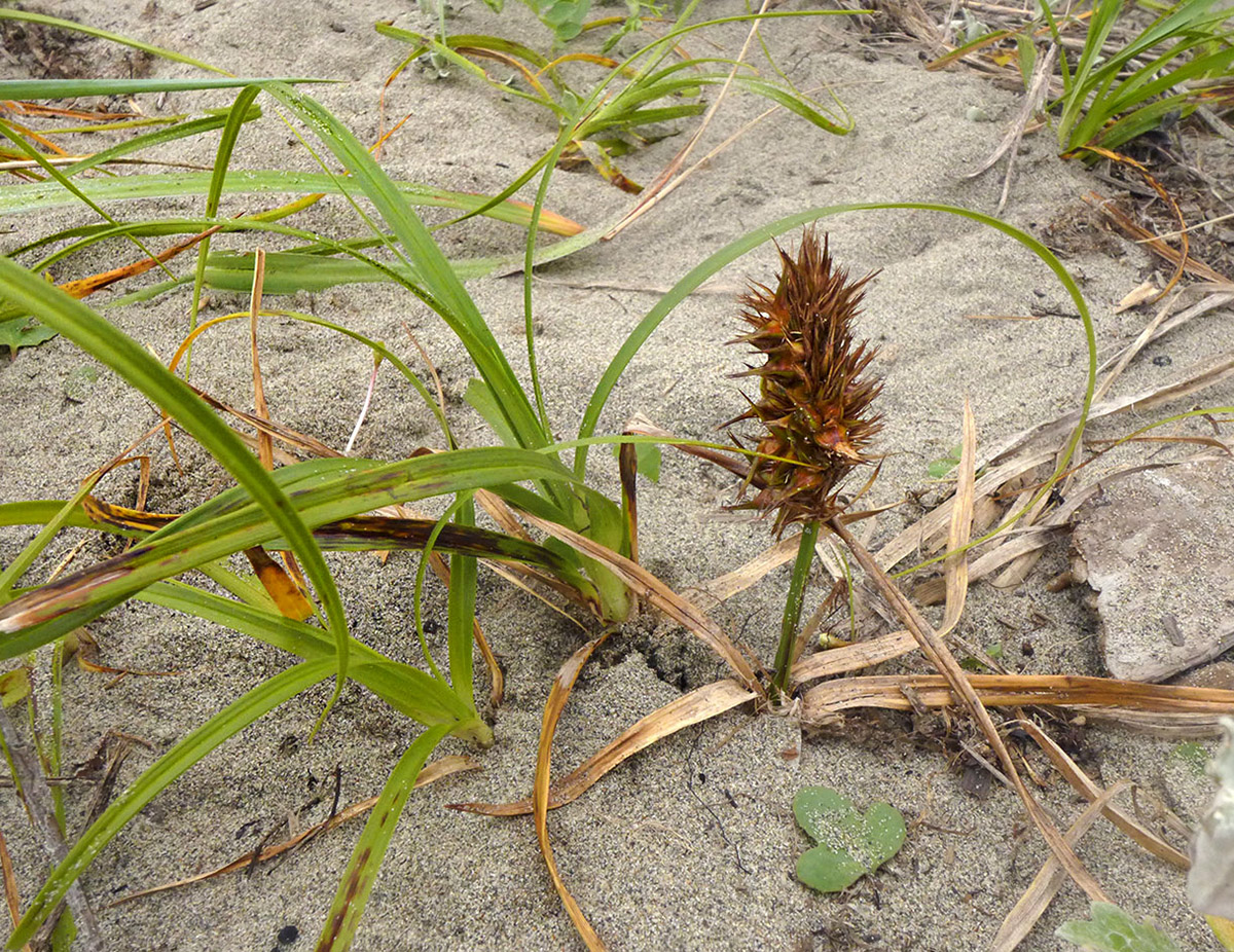 Изображение особи Carex macrocephala.