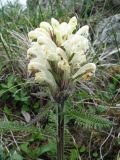 Pedicularis venusta