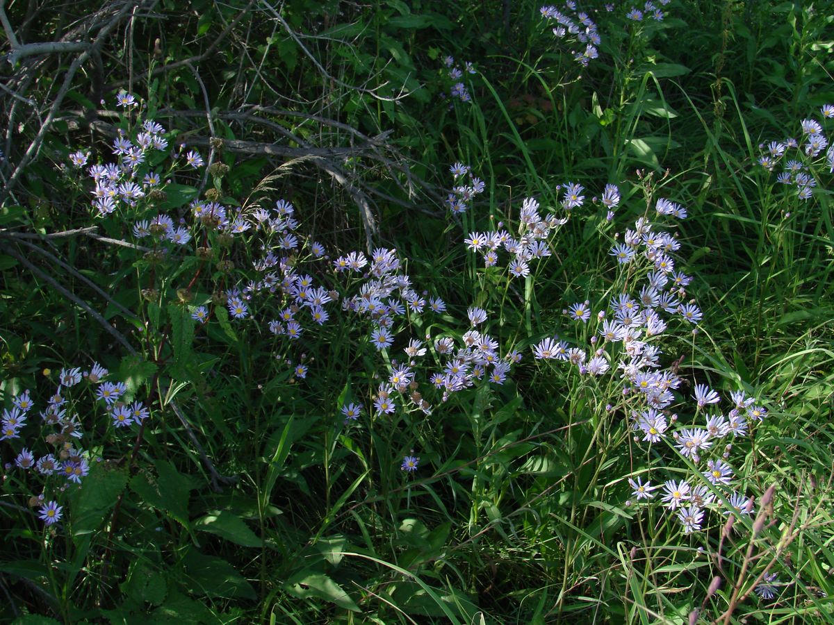 Image of Aster tataricus specimen.