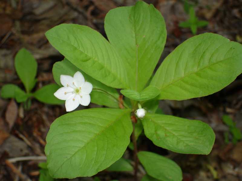 Image of Trientalis arctica specimen.