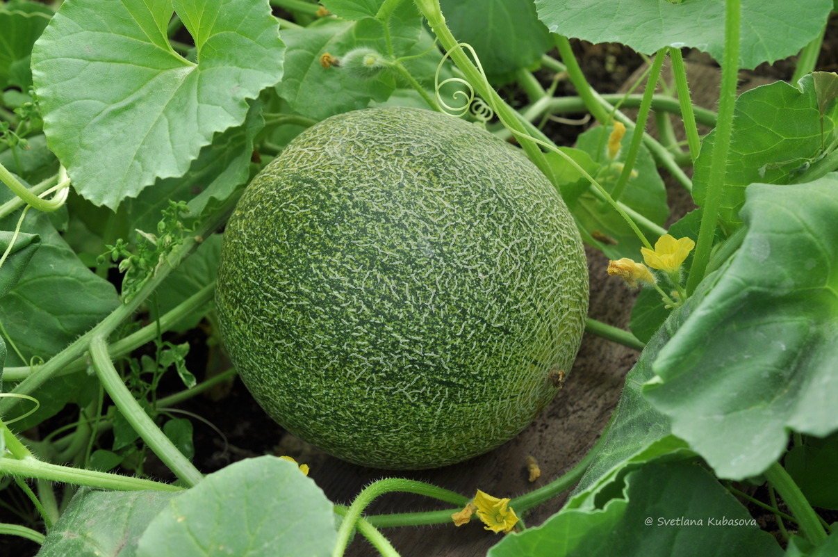 Image of Melo sativus specimen.