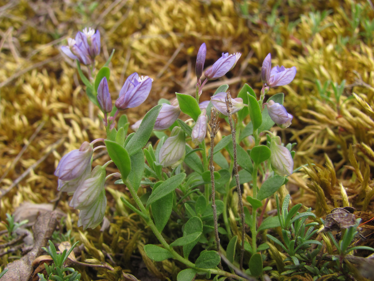 Image of Polygala supina specimen.