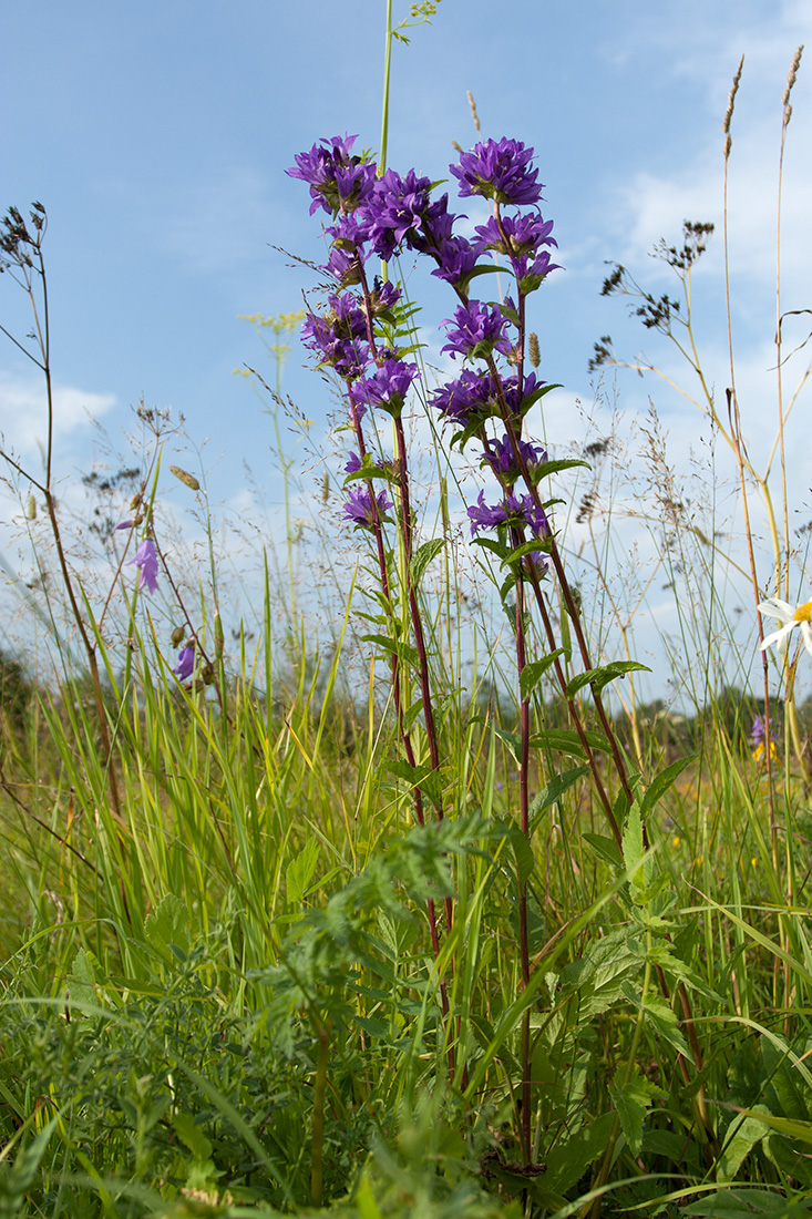 Image of Campanula glomerata specimen.